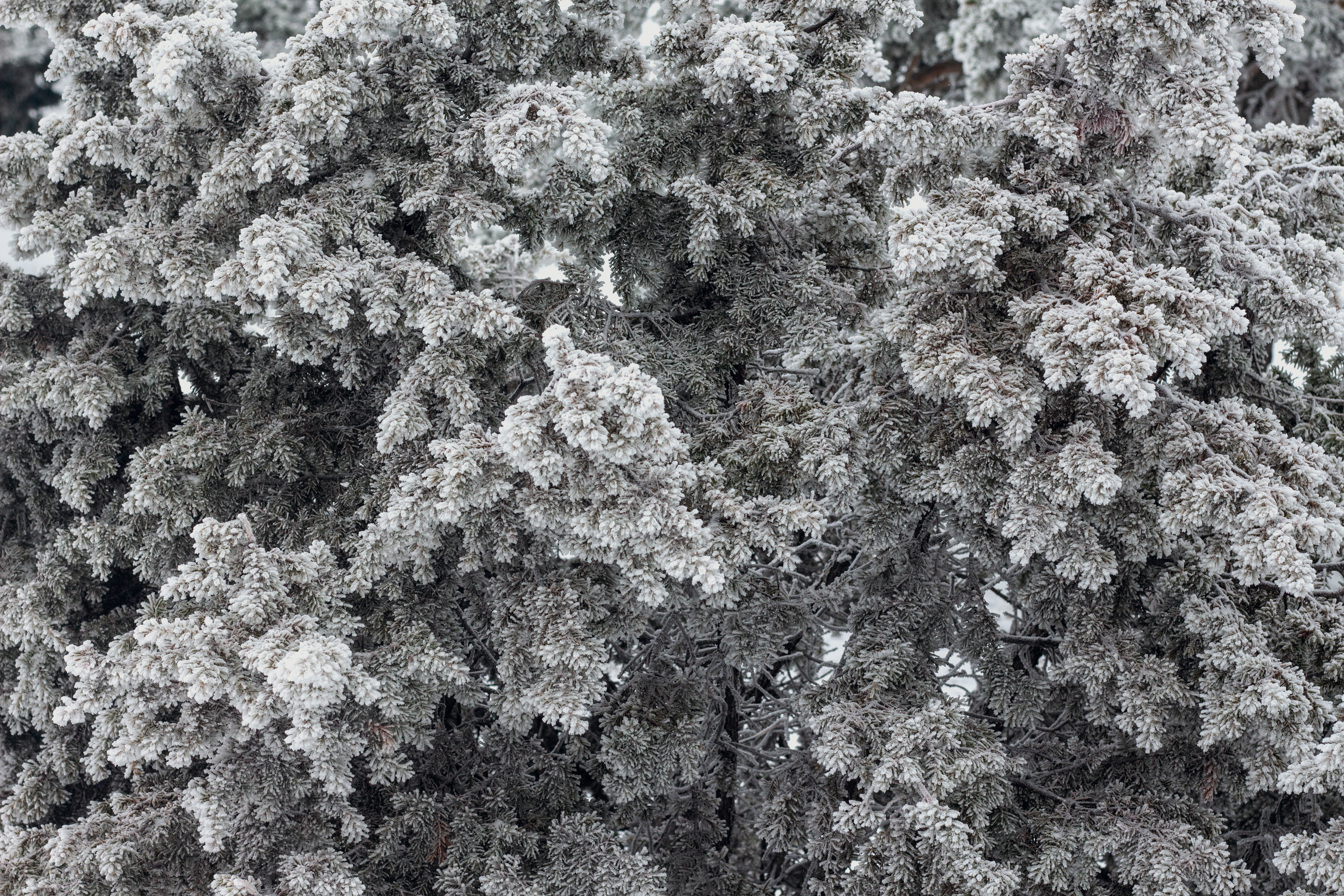 Winter is coming (1)